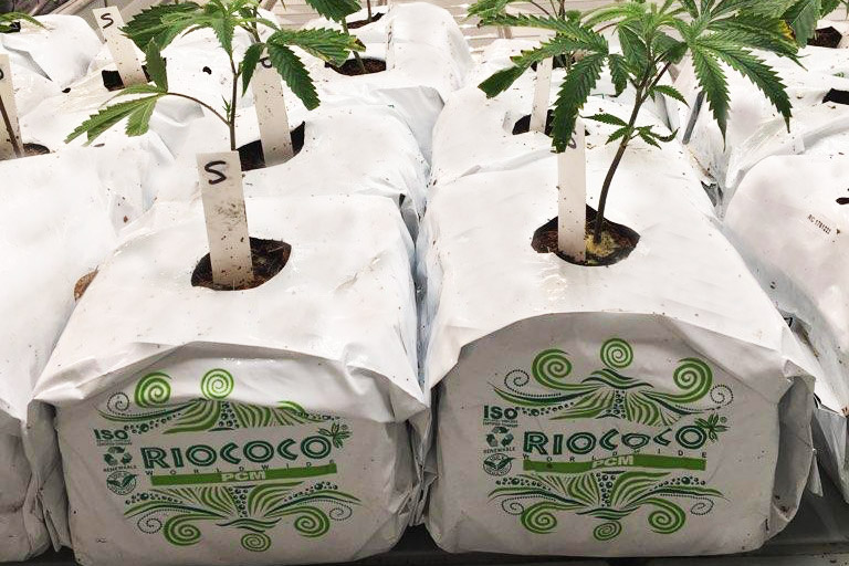 Cannabis Growing Media