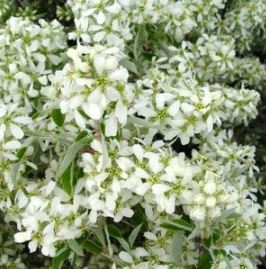 Amelanchier canadensis-Serviceberry Tree - 7 Gallon