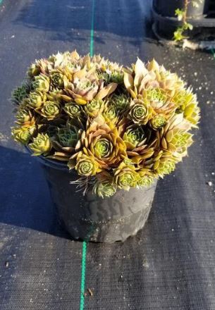 Best Varieties of Succulents Plants Online