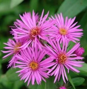 Huge Selection Fall Aster Plants Online