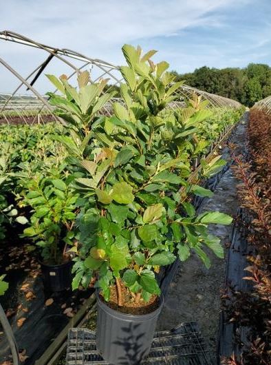 Largest Selection of Variety of Trees Online