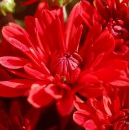 Planting Colorful Fall Flowers and Fall Trees