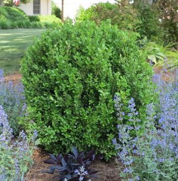 Best Boxwood Plant and Shrub for Garden