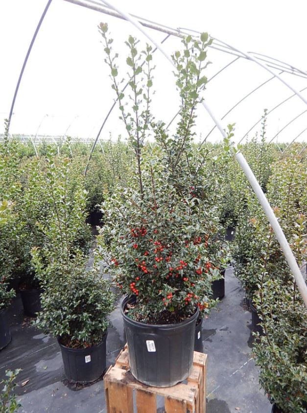 Ilex rutzan Red Beauty Holly Shrub Online