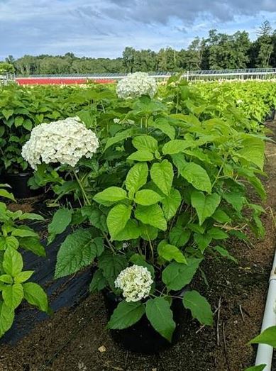 Best Selection of Shrubs and Bushes
