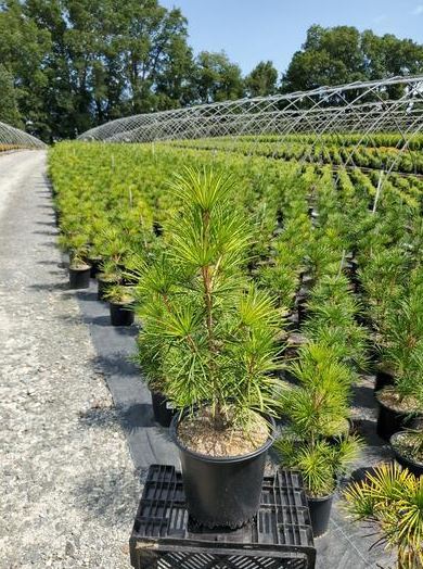 Best Quality Evergreens for Full Sun Online