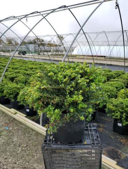 Ilex crenata Helleri Japanese Holly Shrub - 3 Gallon