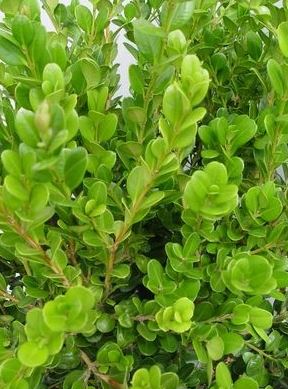 Vast Selection of Hedge Plants Online