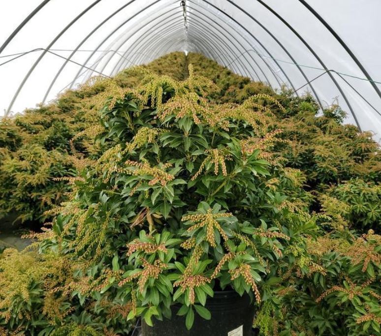 Pieris Mountain Fire Andromeda Shrub - 5 Gallon