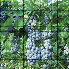 Bird and Pond Netting Mesh Online