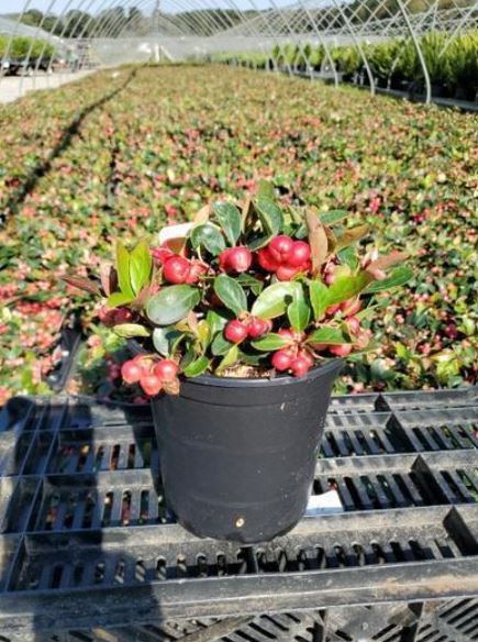 Largest Selection of Fall Flower and Decorative Accent