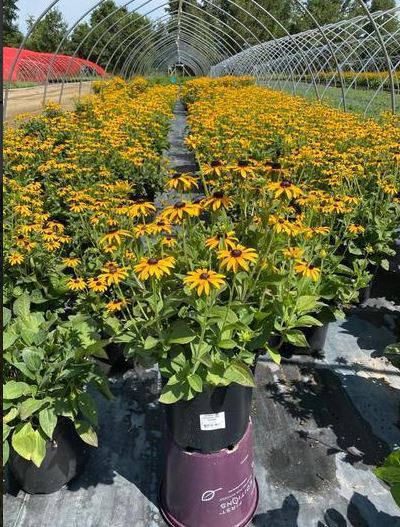 Premium Range of Black-eyed Susan Vine Online