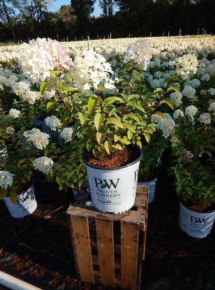 Huge Selection of Butterfly Garden Plants Online