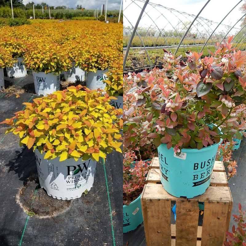 Best Fall Flowers For Your Landscape