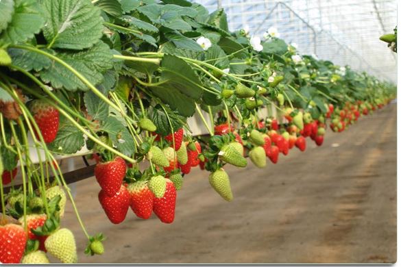 Growing strawberries in coco coir