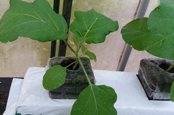 Coco Coir Grow Bags