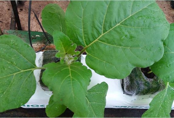 Coco Coir Grow Bags