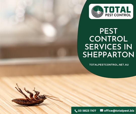 The Many Questions You May Have About Termite Treatment In Shepparton Answered