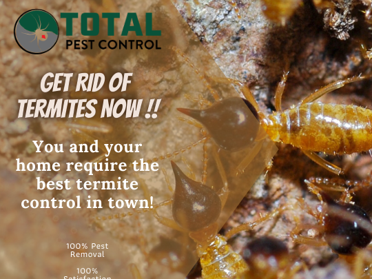 What Does Extermination Of Fleas From The Home Involve And Why You Need To Do This
