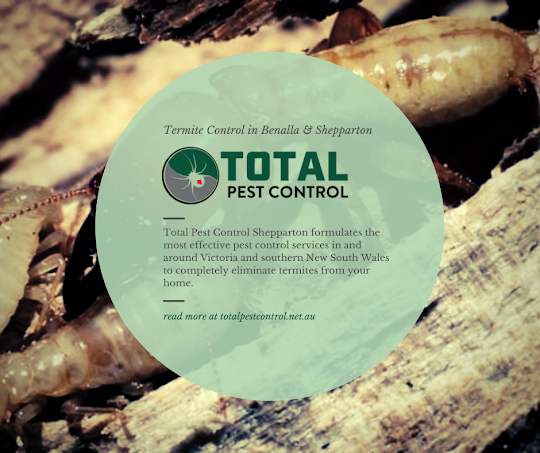 4 At-home flea treatment Shepparton Tricks and Tips 2021 by Total Pest Control