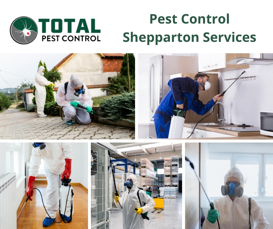 Managing Pests Is Now Easy With Shepparton Pest Control