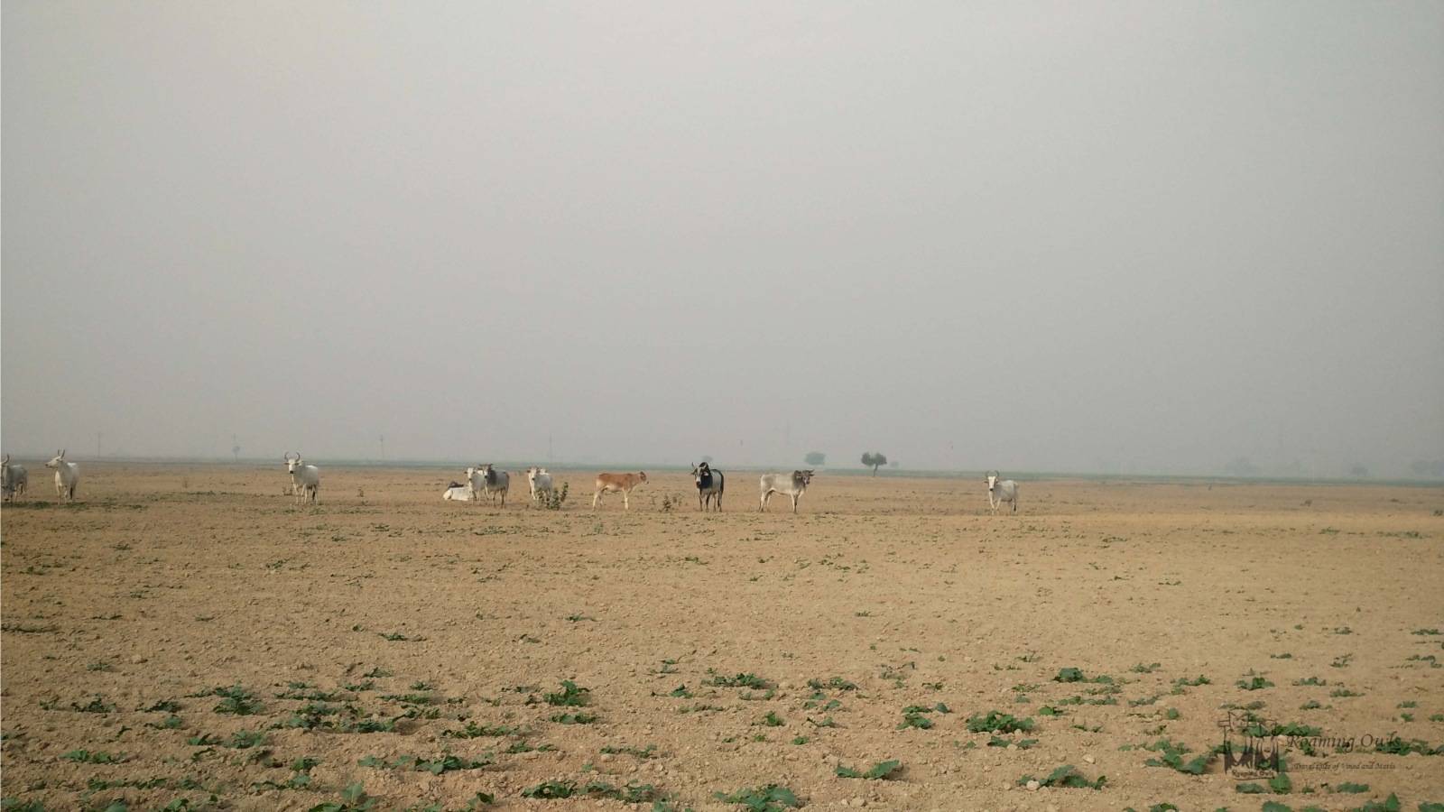 Non Agriculture Commercial Land Available For Sale In Kamiyala – Dholera SIR
