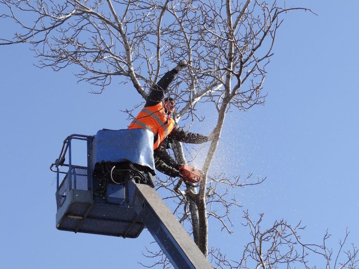 Elite Edmonton Tree Removal