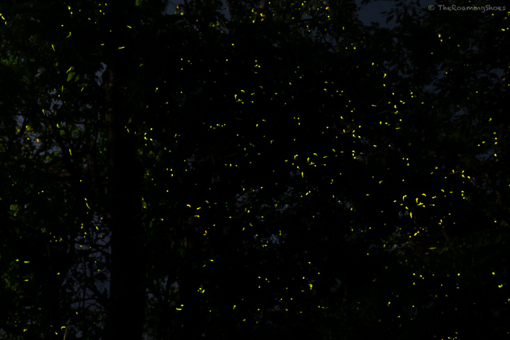 Fireflies mantled Nights and Misty Mornings – A Different Coorg