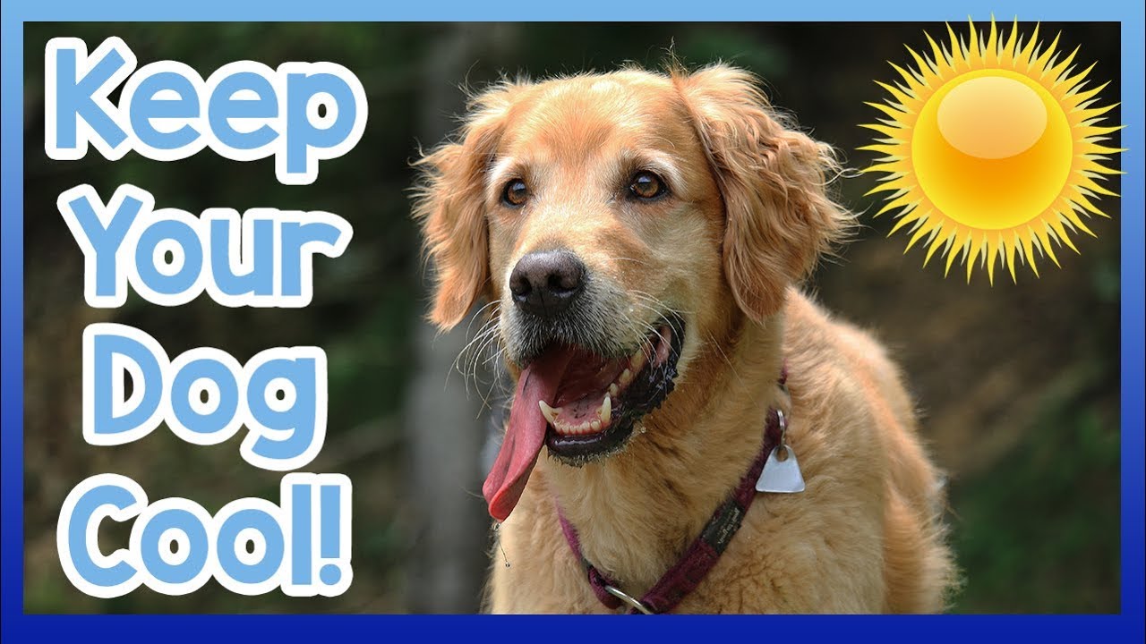 Major Normal Goodies intended for Dogs