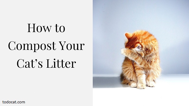 TodoCat - My WordPress Blog