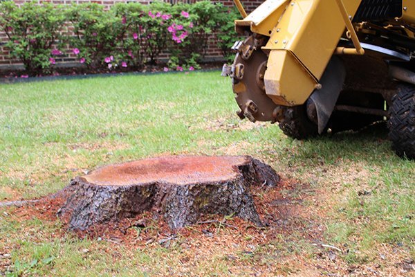 What kinds of Tree Services Can be found?