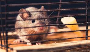 Pest Control and Public Health: Preventing the Spread of Diseases