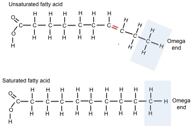 Global Omega-3 Polyunsaturated Fatty Acid Market Insights, Forecast to 2026