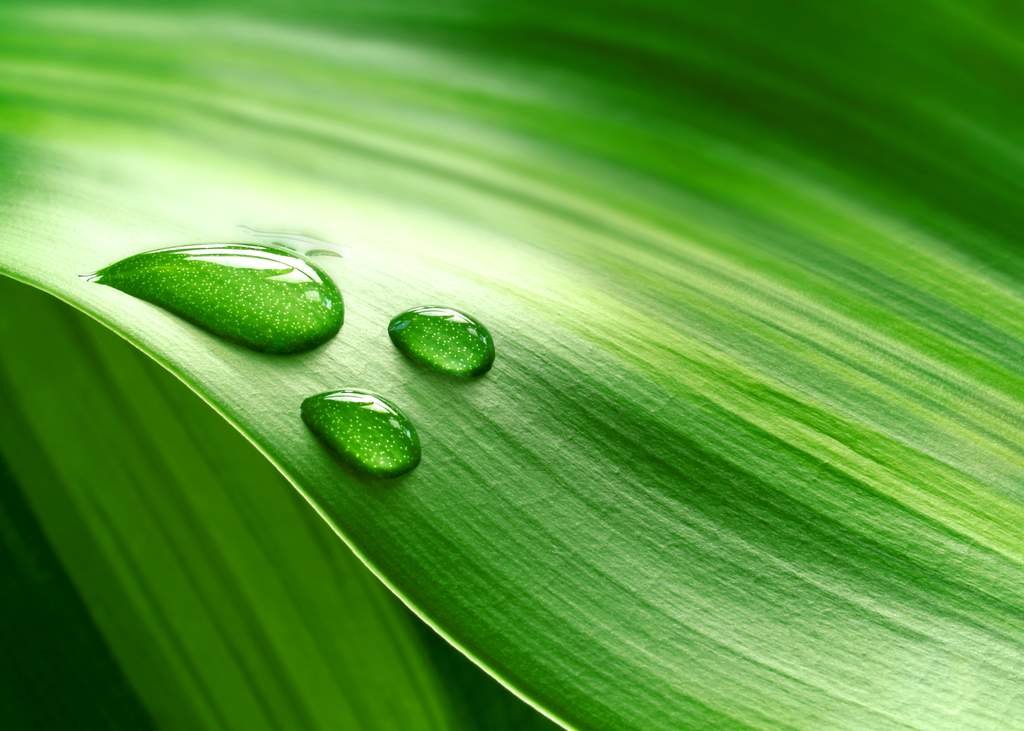 Global Bio-Based Coatings Market Research Report 2020