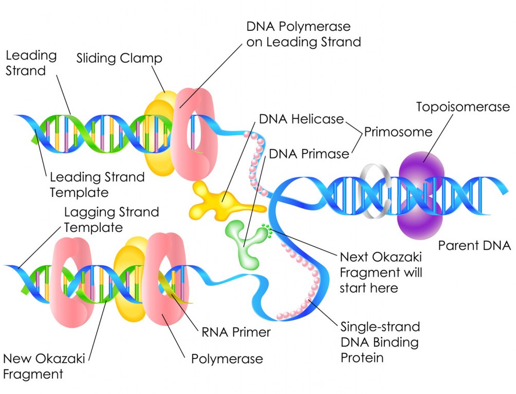 Global Polymerases Market Research Report 2021