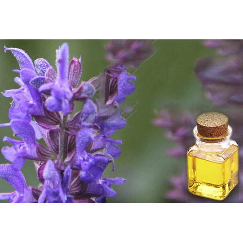 Global Hyssop Oil Market Outlook 2021