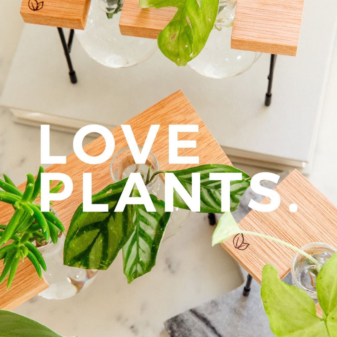 Cooperandsmith | Water Plant Propagation