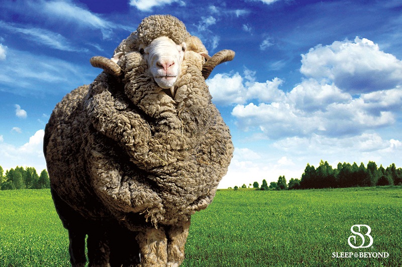 3 Little-Known Benefits of Organic Mattress Toppers
