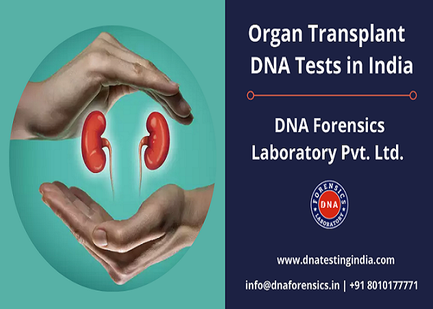 Organ Transplant DNA Tests in India. What to know before going for it?