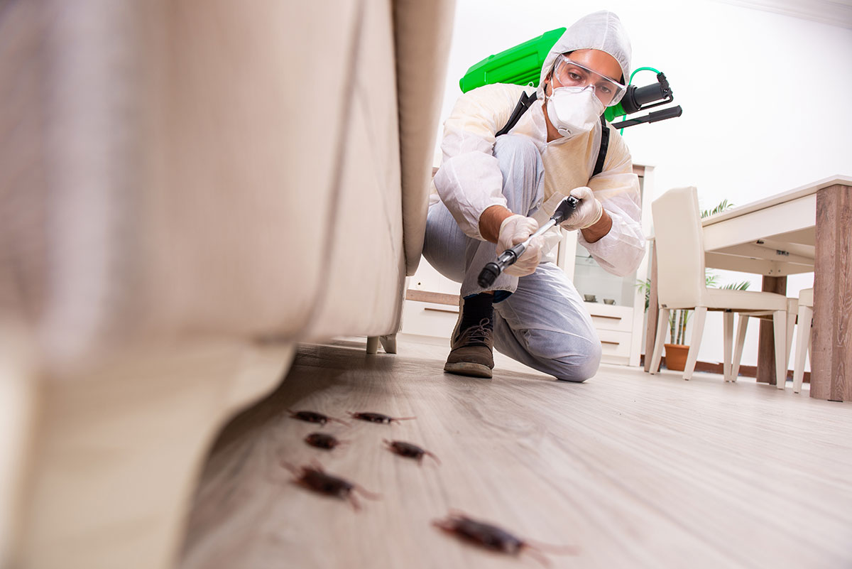 Bed bugs Spray in  Pembroke Pines FL