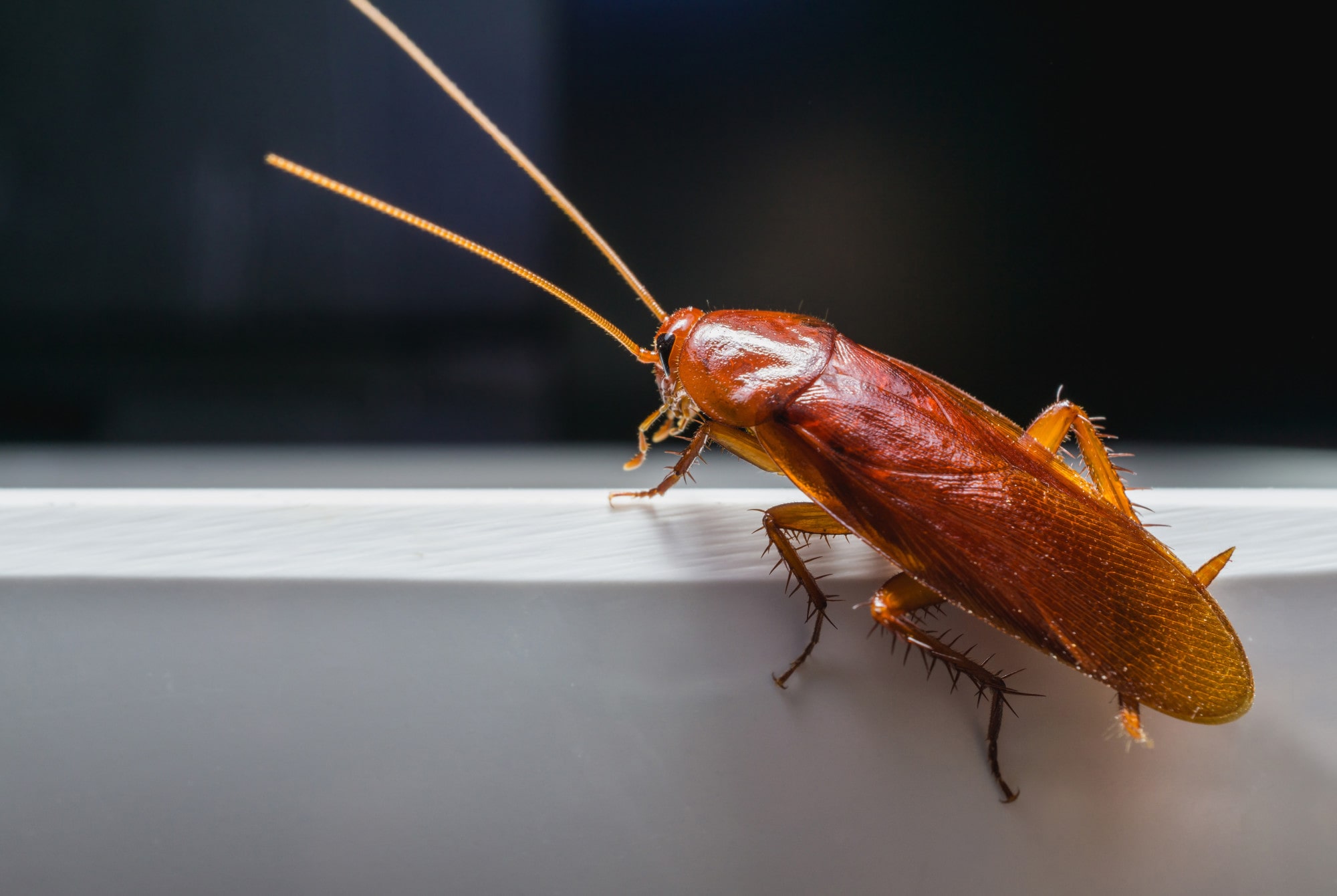 Roaches Removal in Miramar FL