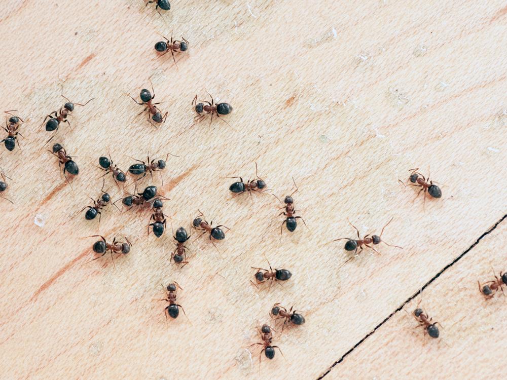 Ant Extermination in Miramar FL