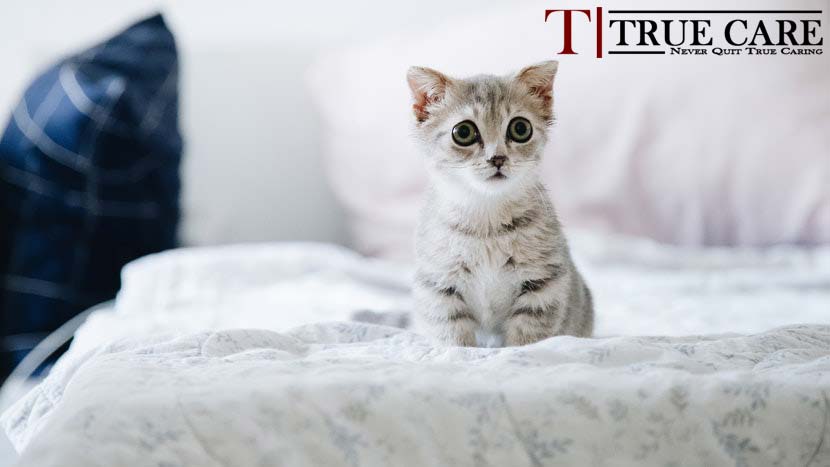 How to take care of cats and kittens