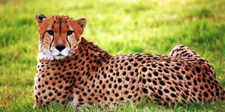 Nằm mơ thấy con báo là điềm lành hay dữ