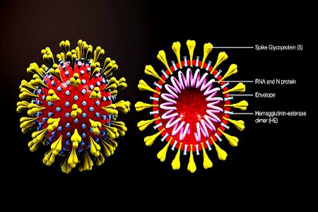 Should You Worry About The New Omicron Virus?