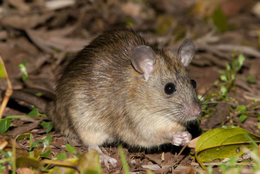 Rodents Removal in San Antonio