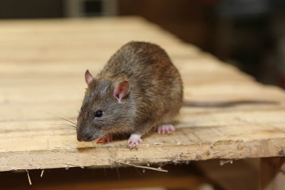Rodents Removal in Timber wood Park TX