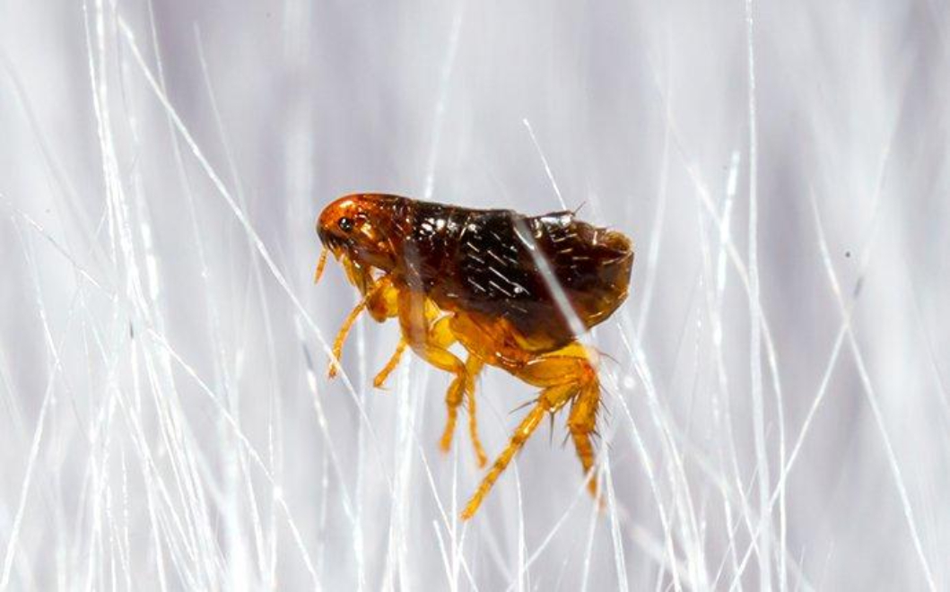 Best Flea Extermination in San Antonio