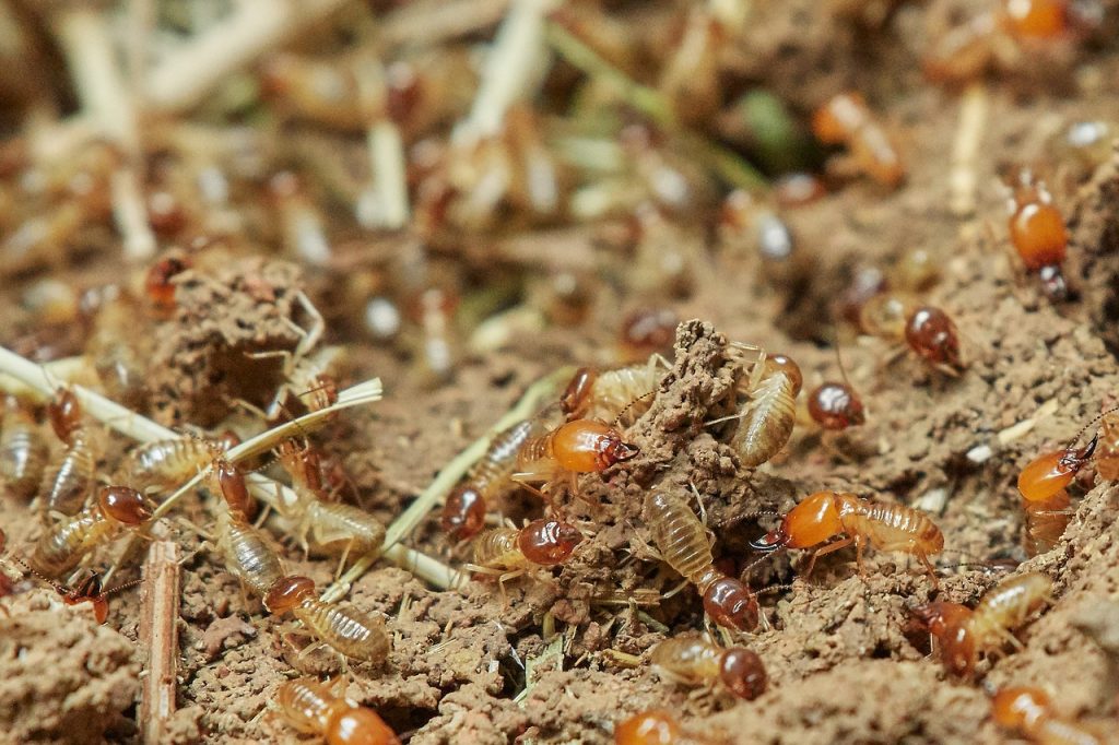 Termite Inspection in Converse TX