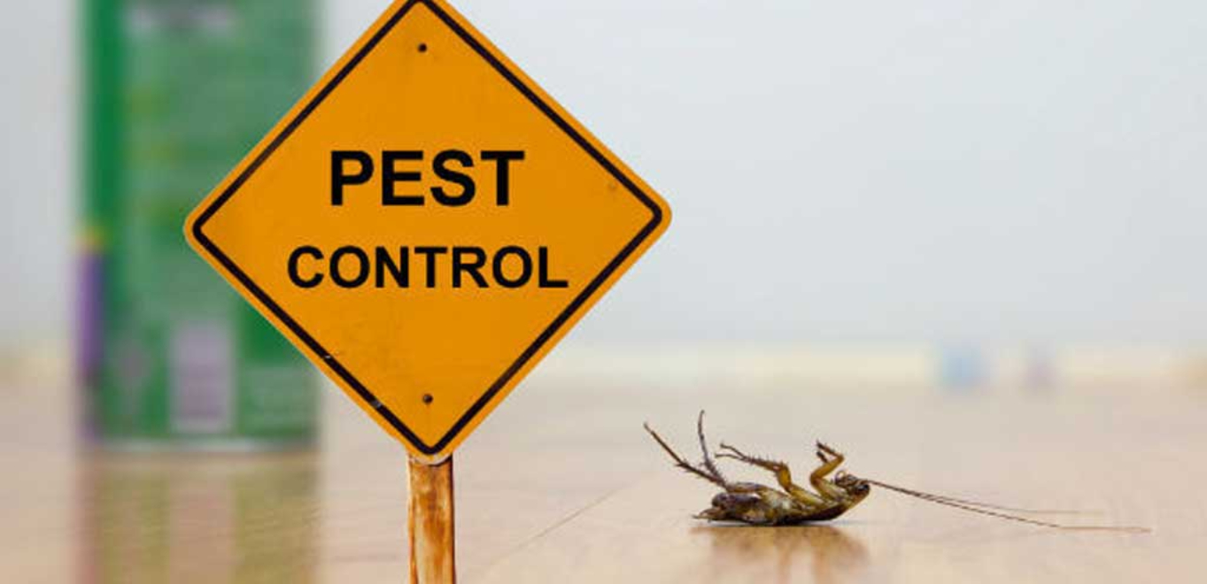 Best Pest Control in San Antonio